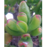 Crassula ovata Hobbit