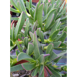 Carpobrotus acinaciformis
