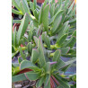 Carpobrotus acinaciformis