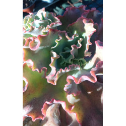 Echeveria Takasago No Okina
