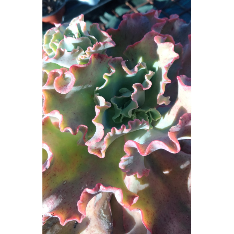 Echeveria Takasago No Okina