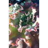Echeveria Takasago No Okina