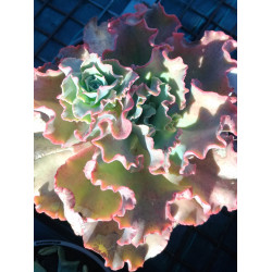 Echeveria Takasago No Okina