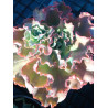 Echeveria Takasago No Okina