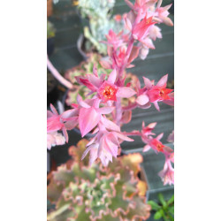 Echeveria Takasago No Okina