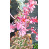 Echeveria Takasago No Okina