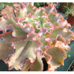 Echeveria Takasago No Okina