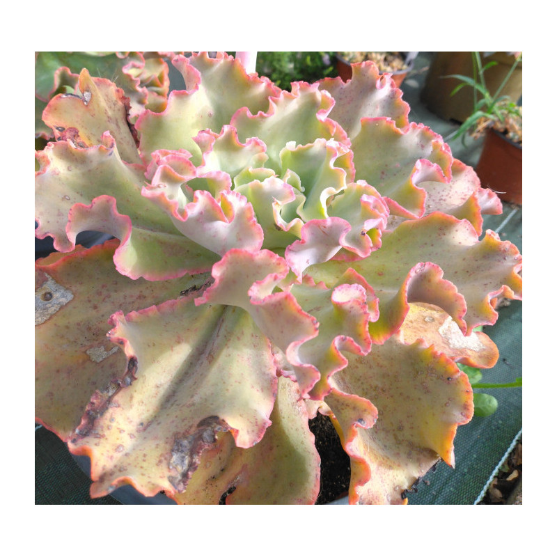 Echeveria Takasago No Okina Echeveria Takasago No Okina