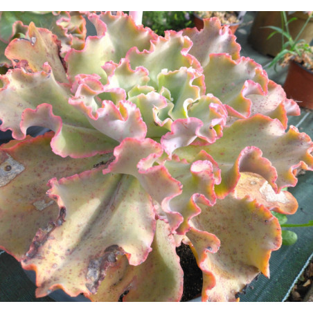 Echeveria Takasago No Okina