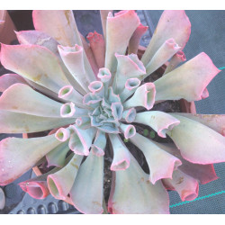 Echeveria Trumpet pinky
