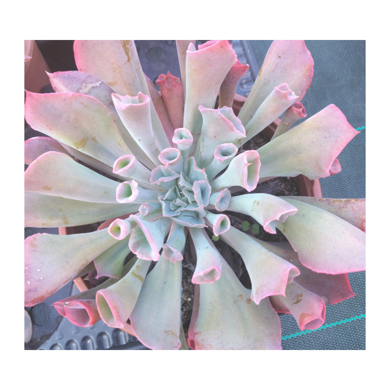 Echeveria Trumpet pinky Echeveria Trumpet pinky
