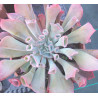 Echeveria Trumpet pinky