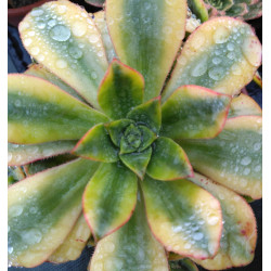 Aeonium Floresens