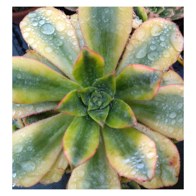 Aeonium Floresens Aeonium Floresens