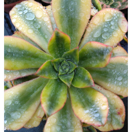 Aeonium Floresens
