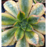 Aeonium Floresens