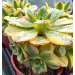 Aeonium Floresens
