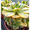 Aeonium Floresens