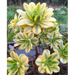 Aeonium Floresens