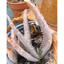 Aloe vera