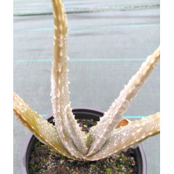 Aloe vera