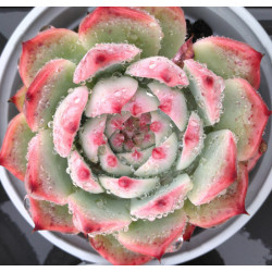 Echeveria chihuahuaensis