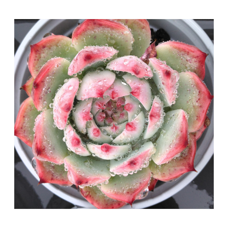 Echeveria chihuahuaensis Echeveria chihuahuaensis