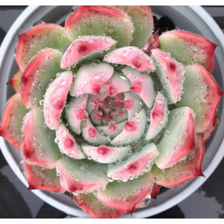 Echeveria chihuahuaensis