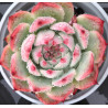 Echeveria chihuahuaensis