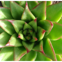 Echeveria agavoides