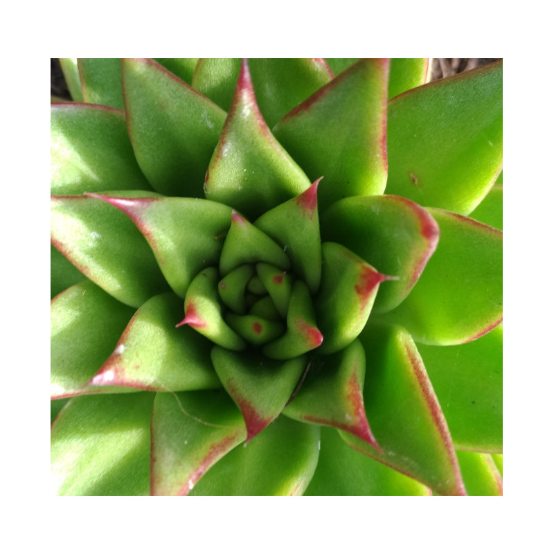 Echeveria agavoides