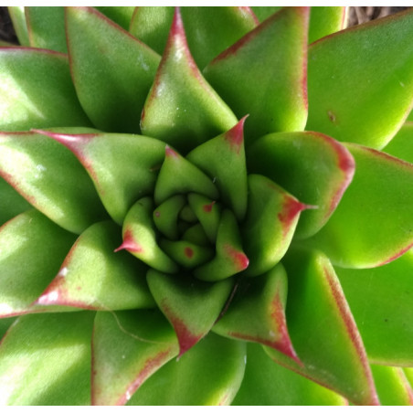 Echeveria agavoides