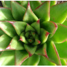 Echeveria agavoides