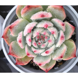 Echeveria chihuahuaensis