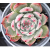 Echeveria chihuahuaensis