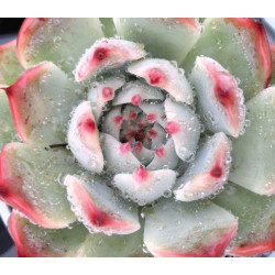 Echeveria chihuahuaensis