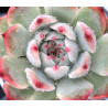 Echeveria chihuahuaensis