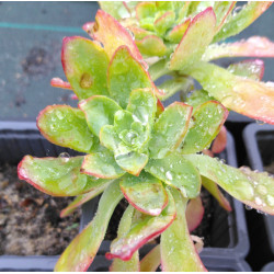 Sedum palmeri