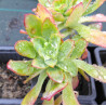 Sedum palmeri