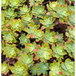 Sedum palmeri