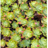 Sedum palmeri