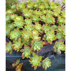 Sedum palmeri