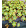 Sedum palmeri