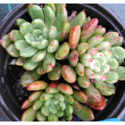 Sedeveria  Pink Ruby