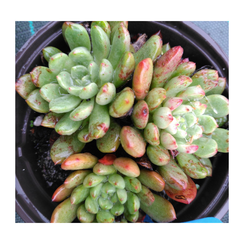 Sedeveria Pink Ruby Sedeveria Pink Ruby