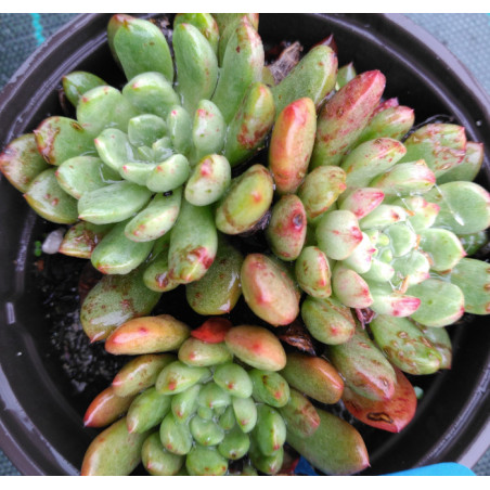 Sedeveria  Pink Ruby