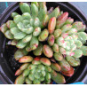Sedeveria  Pink Ruby
