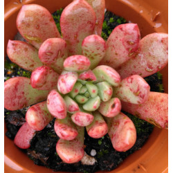 Sedeveria  Pink Ruby