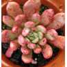 Sedeveria  Pink Ruby