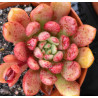Sedeveria  Pink Ruby